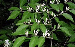 Bush Honeysuckle