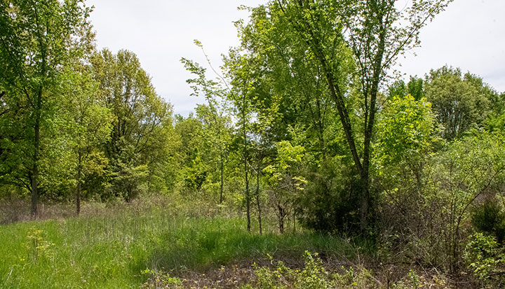 Forested area