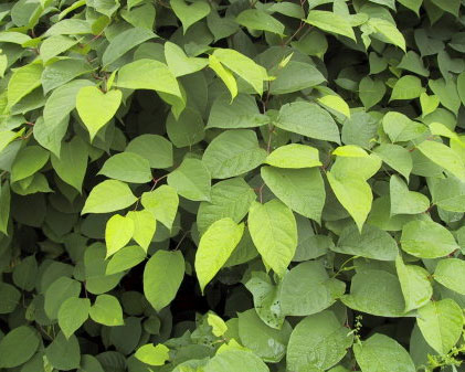 Invasive plants Invasive plants