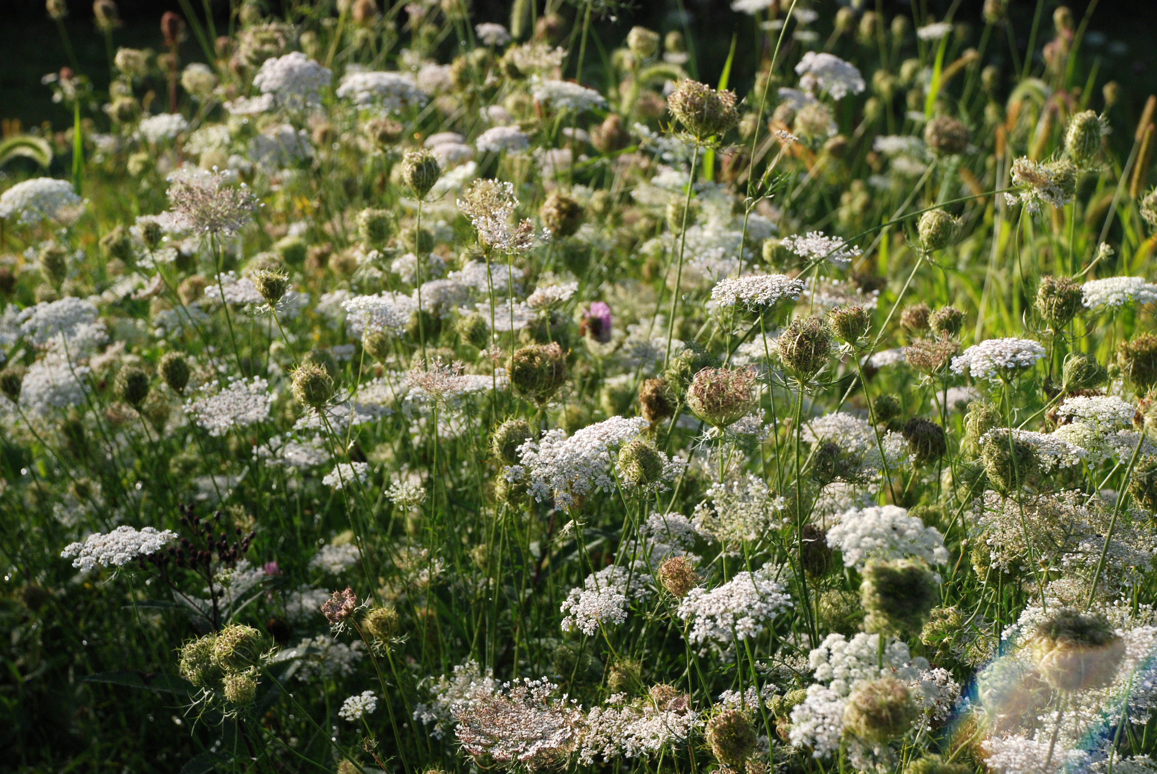Nature preserve